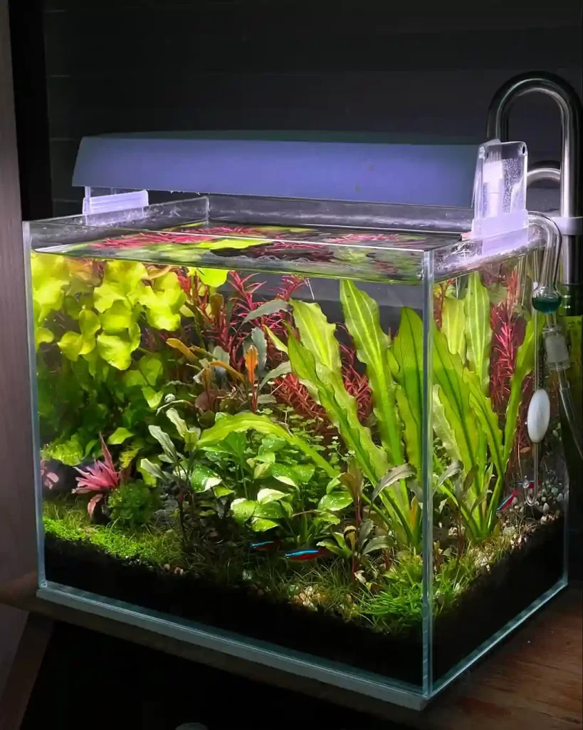 Setting Up Your Planted Tank