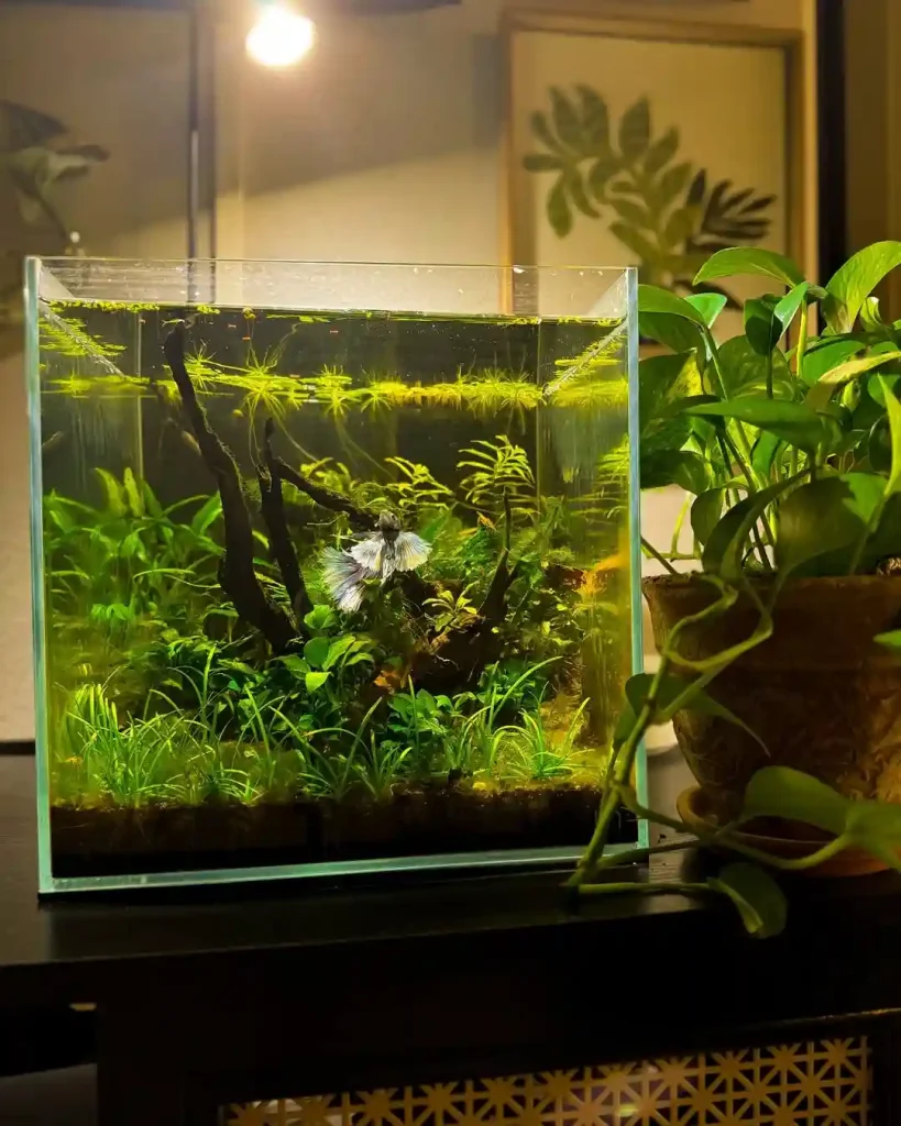 Soft-Golden Planted Cube