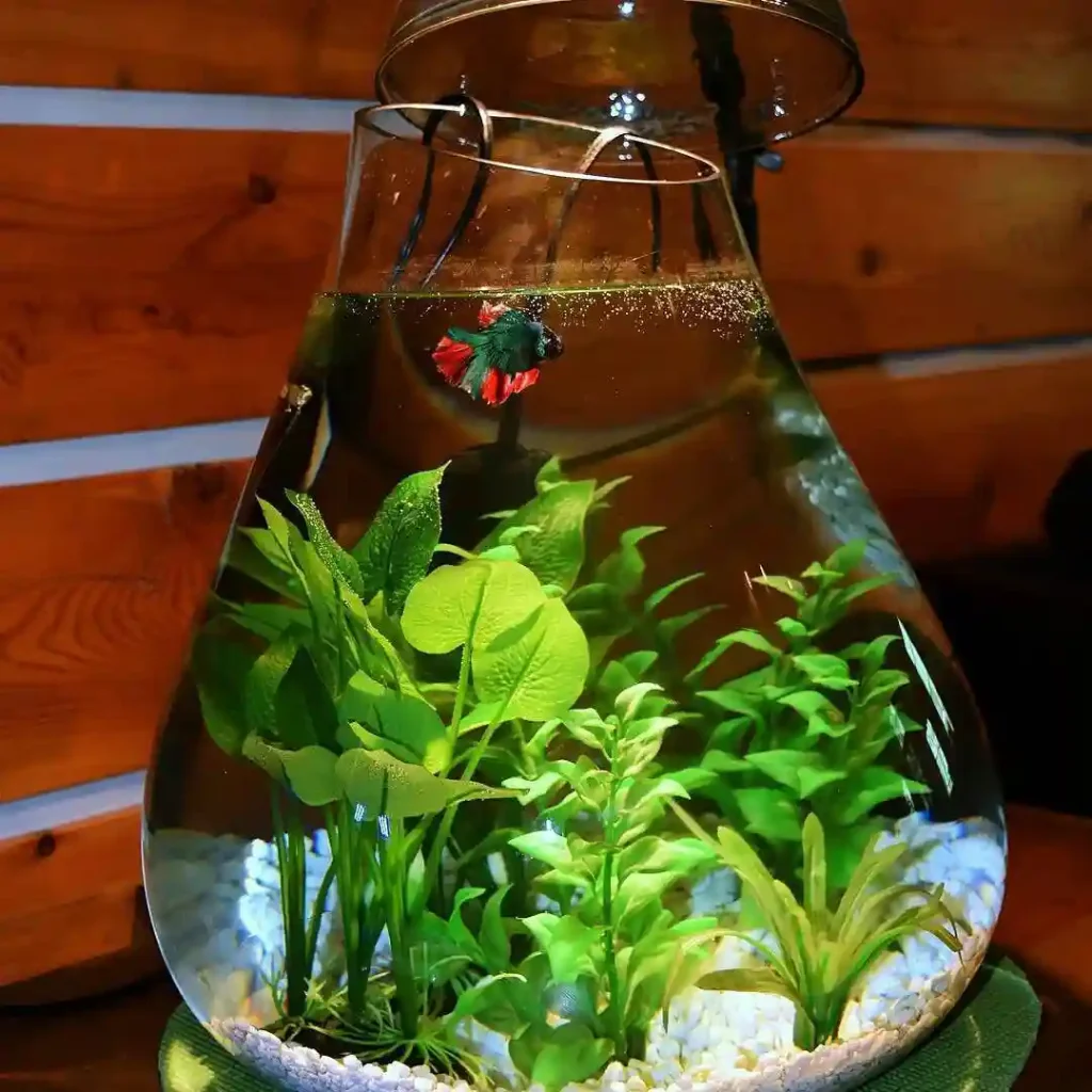Teardrop Bowl with Vibrant Green Plants
