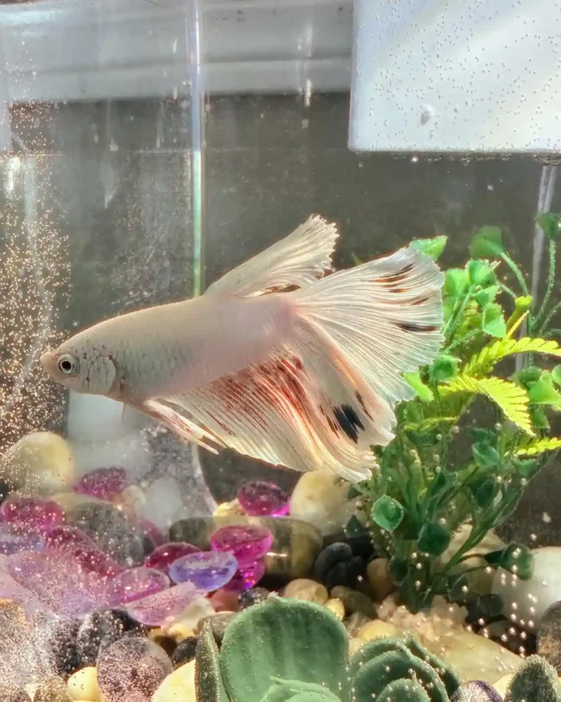 Veil Tail Betta