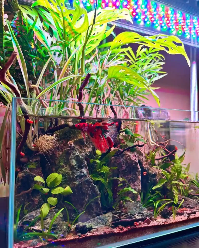 Vibrant Betta Jungle with LED Glow