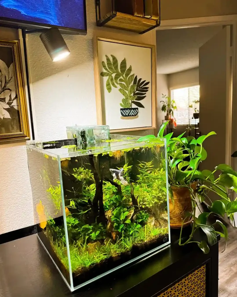 Warm Corner Betta Cube