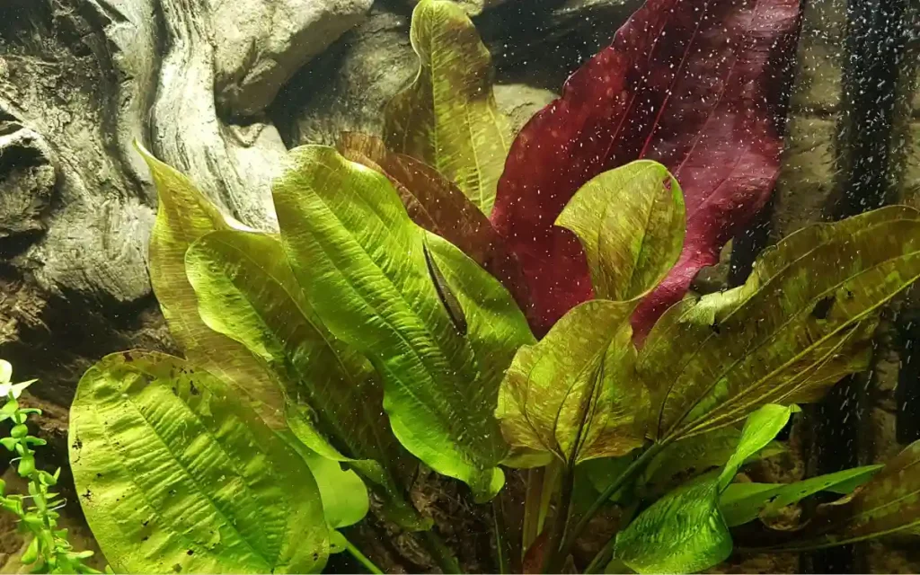 Why Are My Aquarium Plants Dying