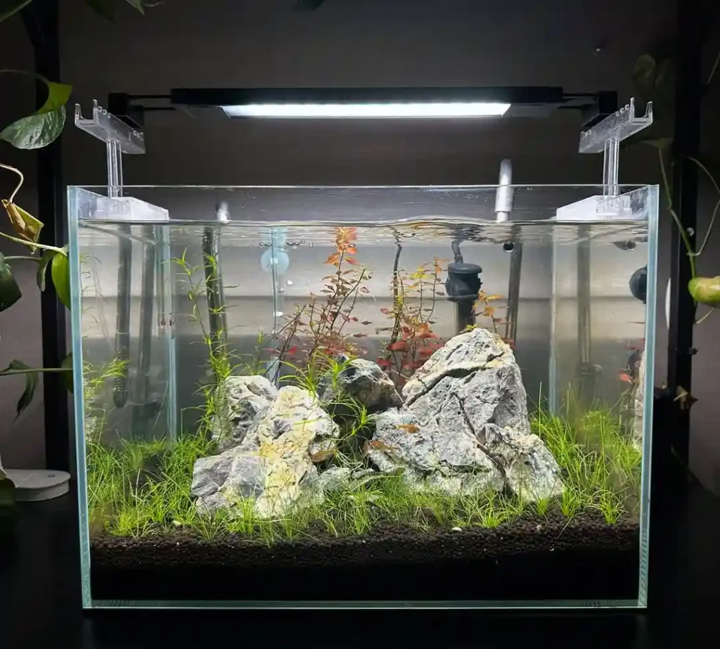 10 Gallon Fish Tank