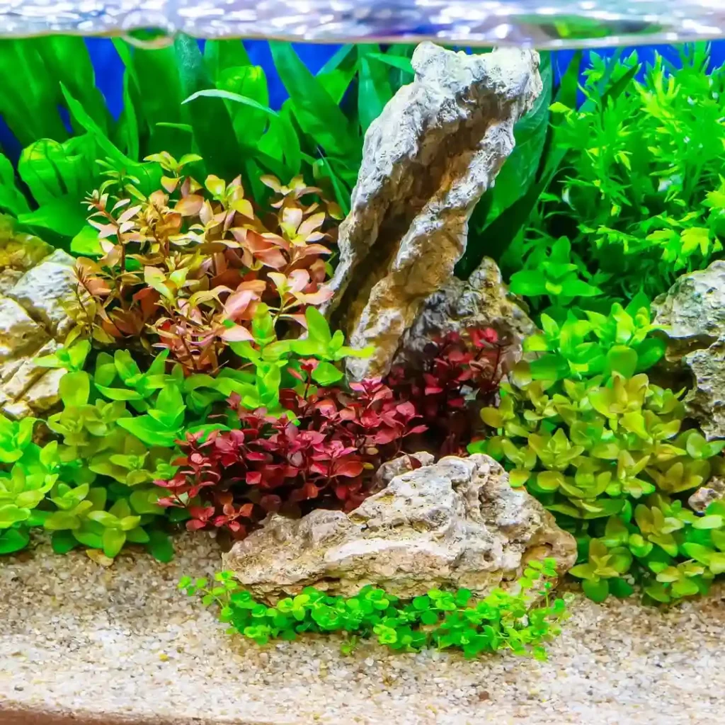 Aquarium Plants