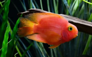 Blood Parrot Cichlid