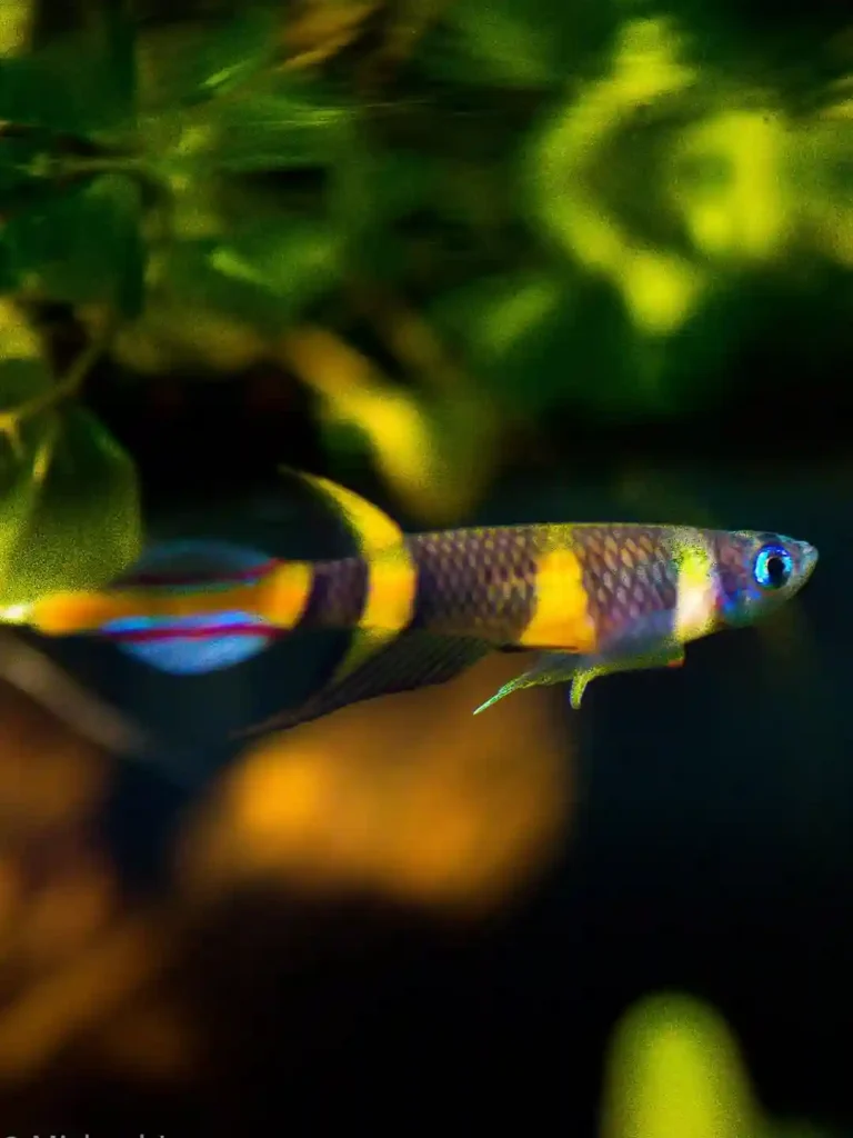 Clown Killifish Care