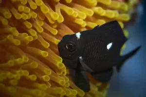 Domino Damsel Care Guide