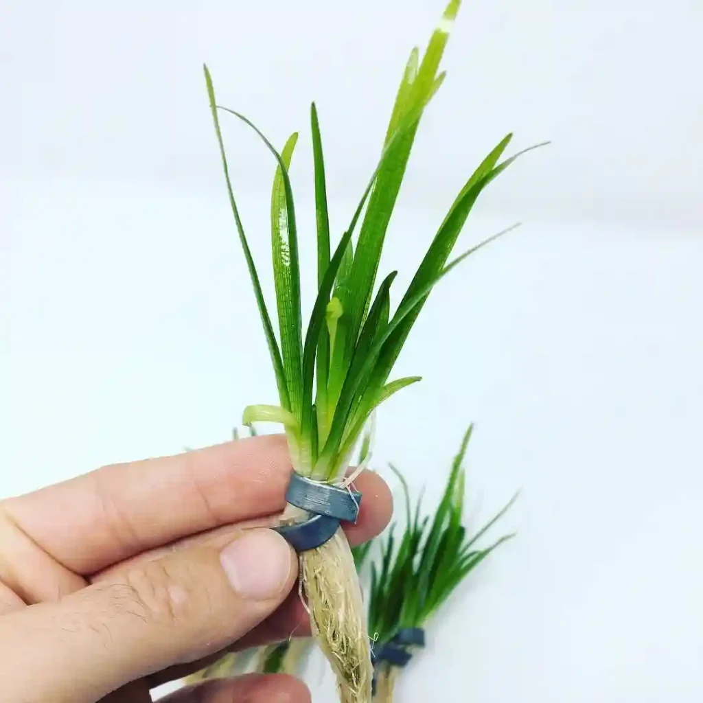 Dwarf Sagittaria Care Guide