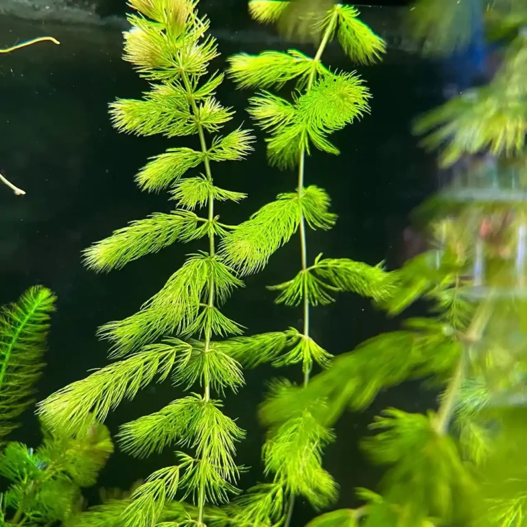 Hornwort Care Guide: Floating, Planting, Growth & Tank Benefits