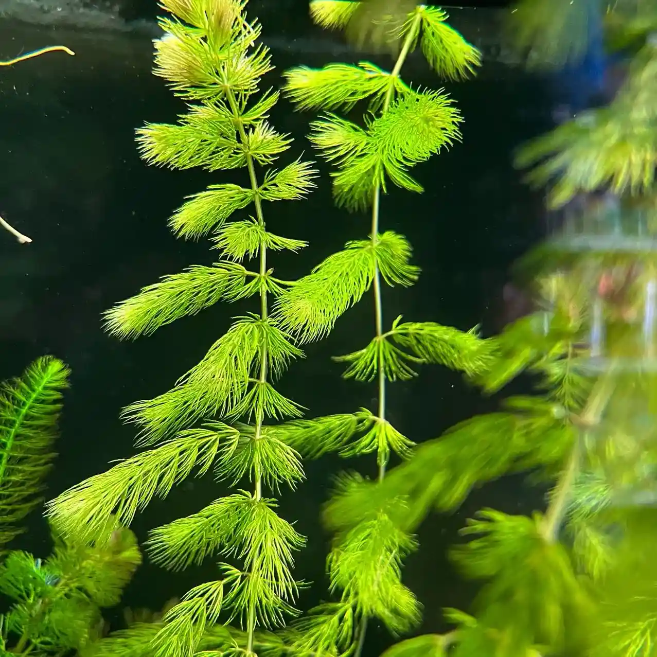 Hornwort Care Guide: Floating, Planting, Growth & Tank Benefits