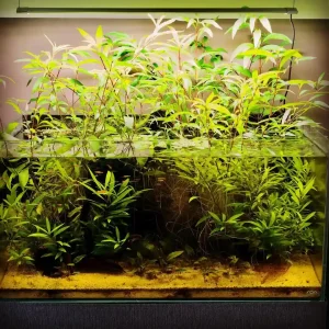 How to Trim Aquarium Plants