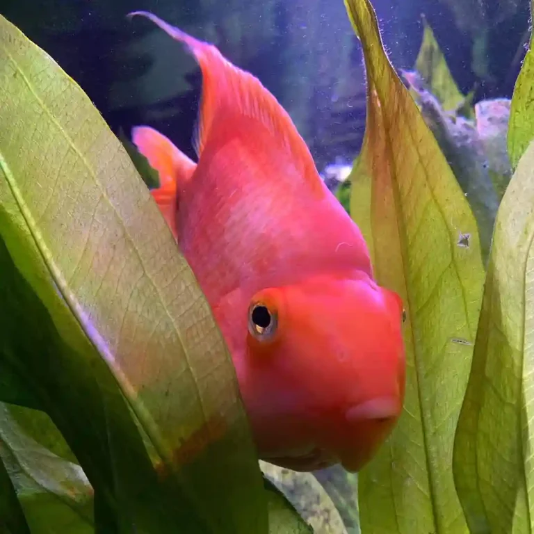 19 Blood Parrot Tank Mates