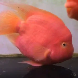 Parrot Cichlid Care Tank Size, Feeding, Behavior