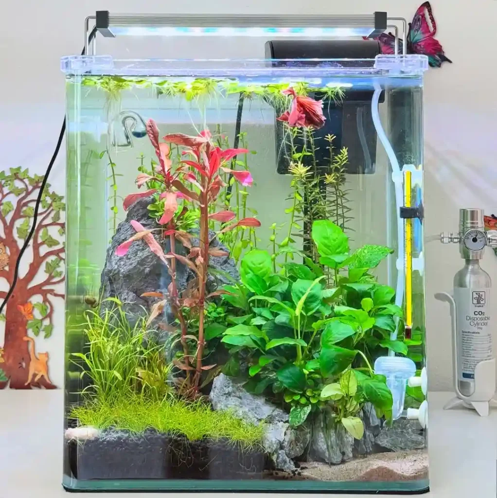 Quarantine Aquarium Plants