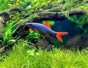 Rainbow Shark Care