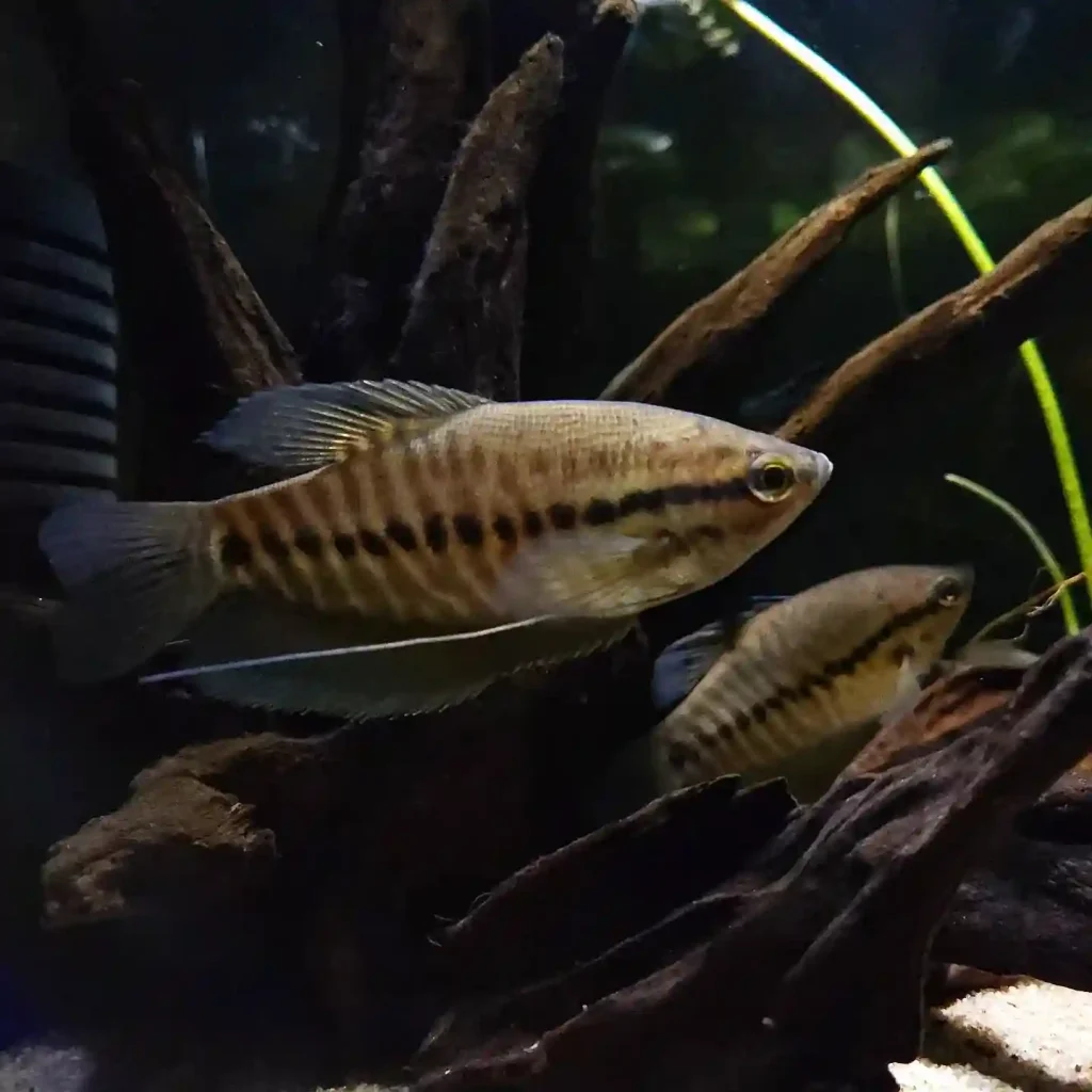 Snakeskin Gourami care