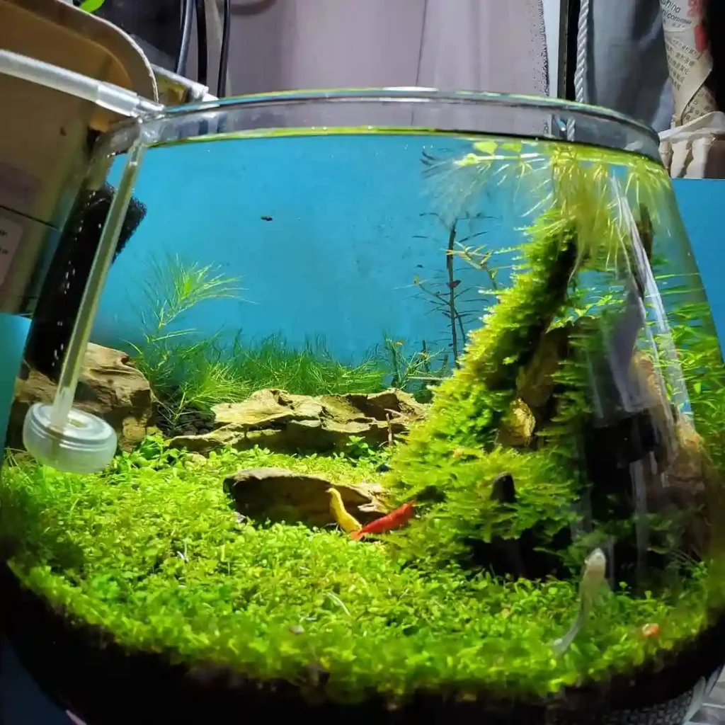 Trim Aquarium Plants