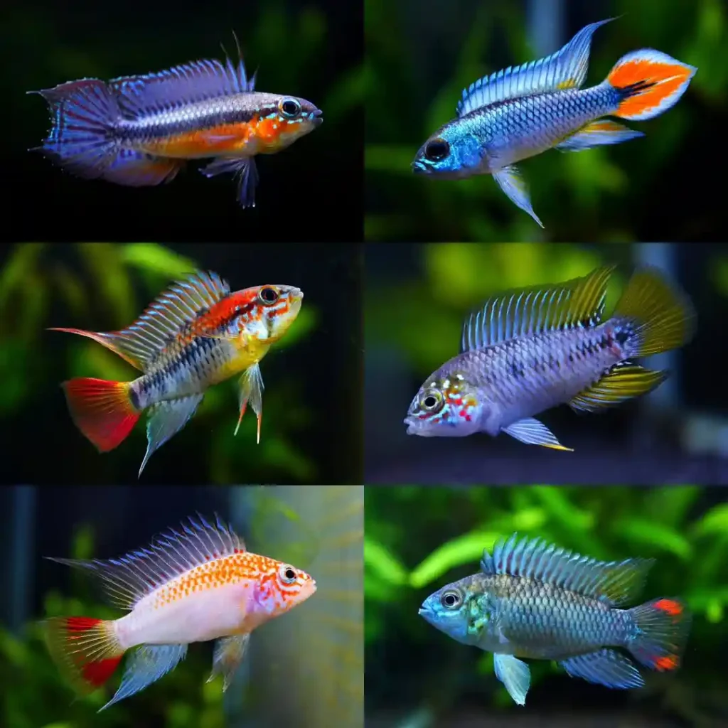 Types of Apistogramma