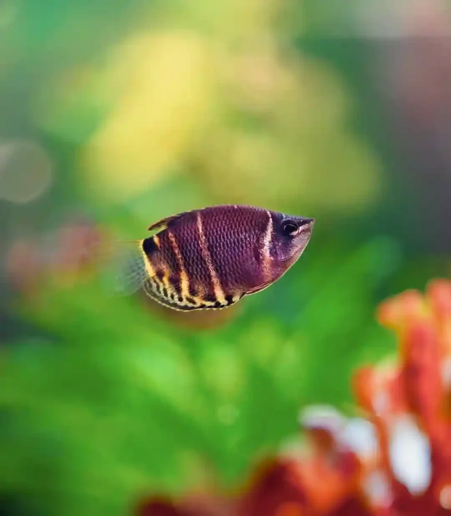 Chocolate Gourami care