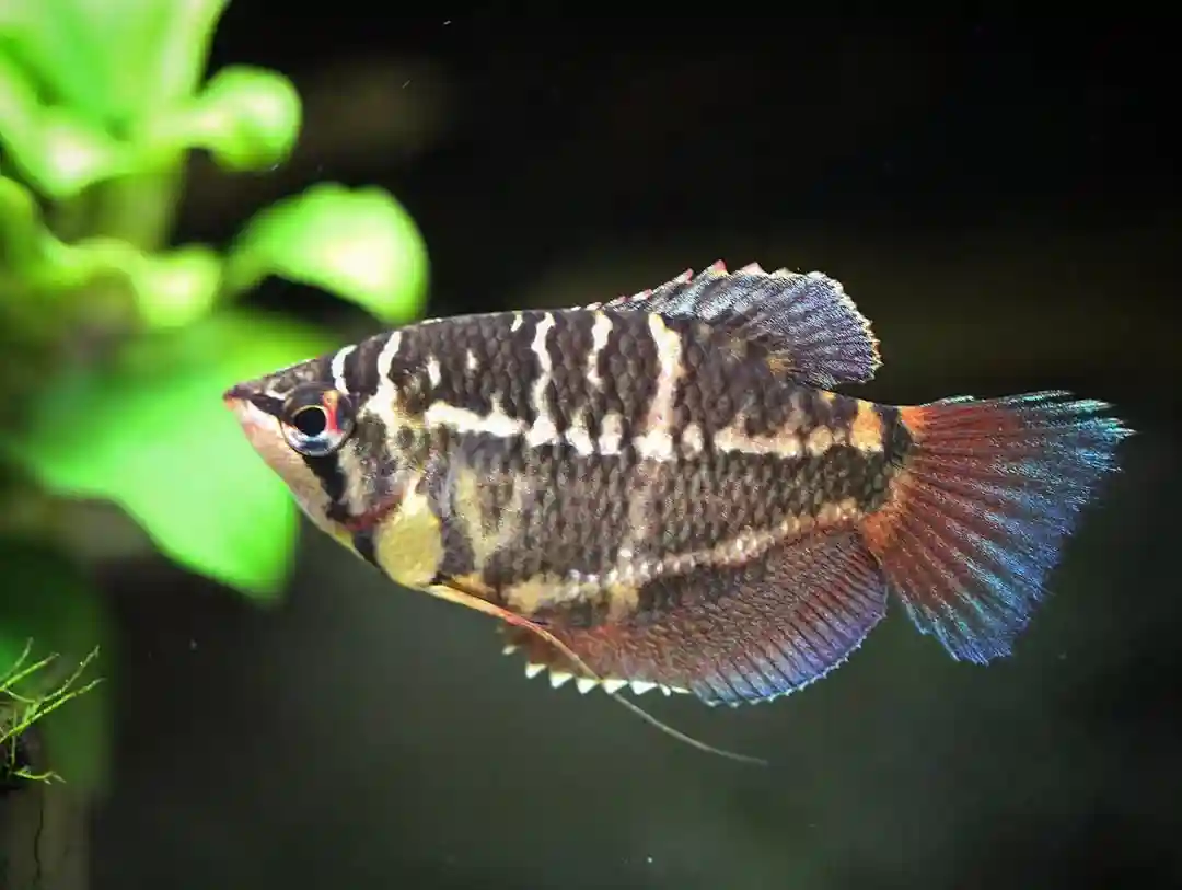Chocolate Gourami Care Guide: Tank Setup, Diet & Tank Mates