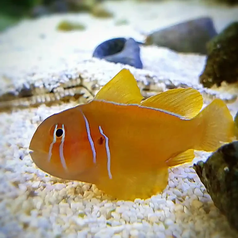 Clown Goby Care Guide: Tank Setup, Feeding, and Behavior