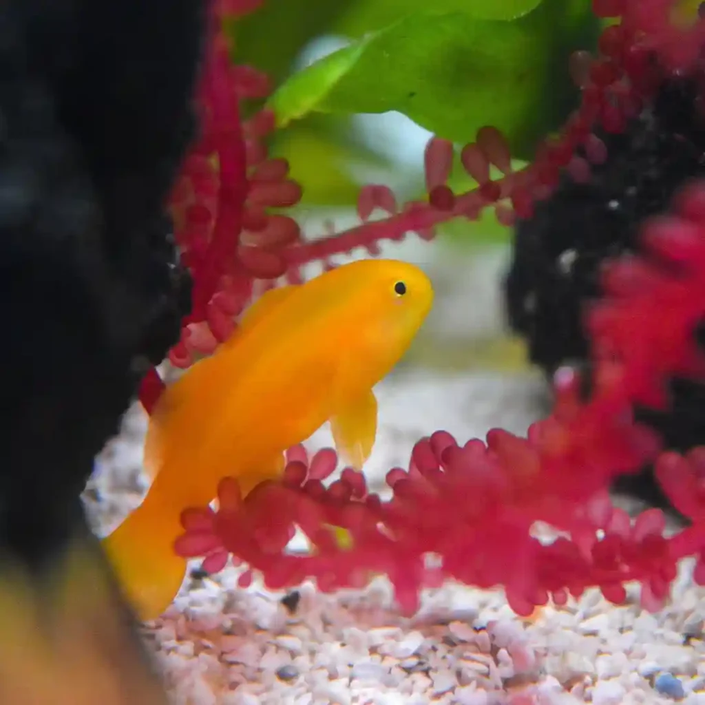 Clown Goby Care Guide