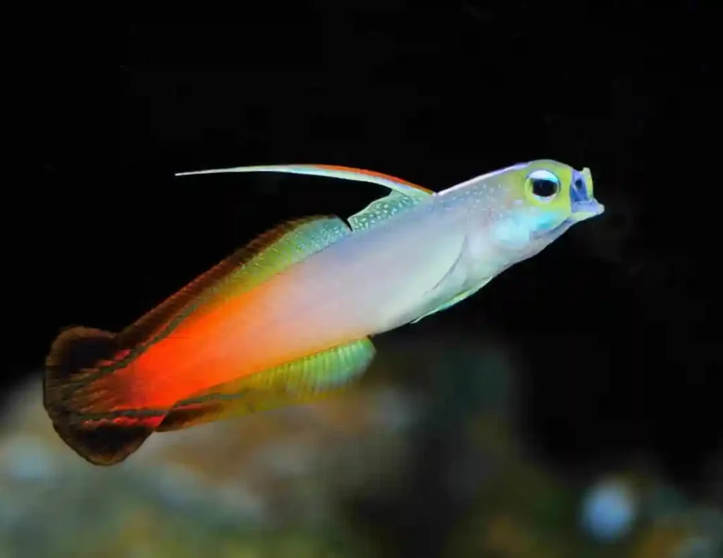 Firefish Goby Care