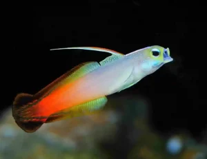 Firefish Goby Care