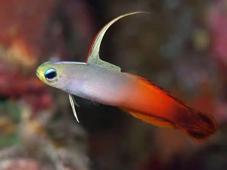 Firefish Goby on a tank