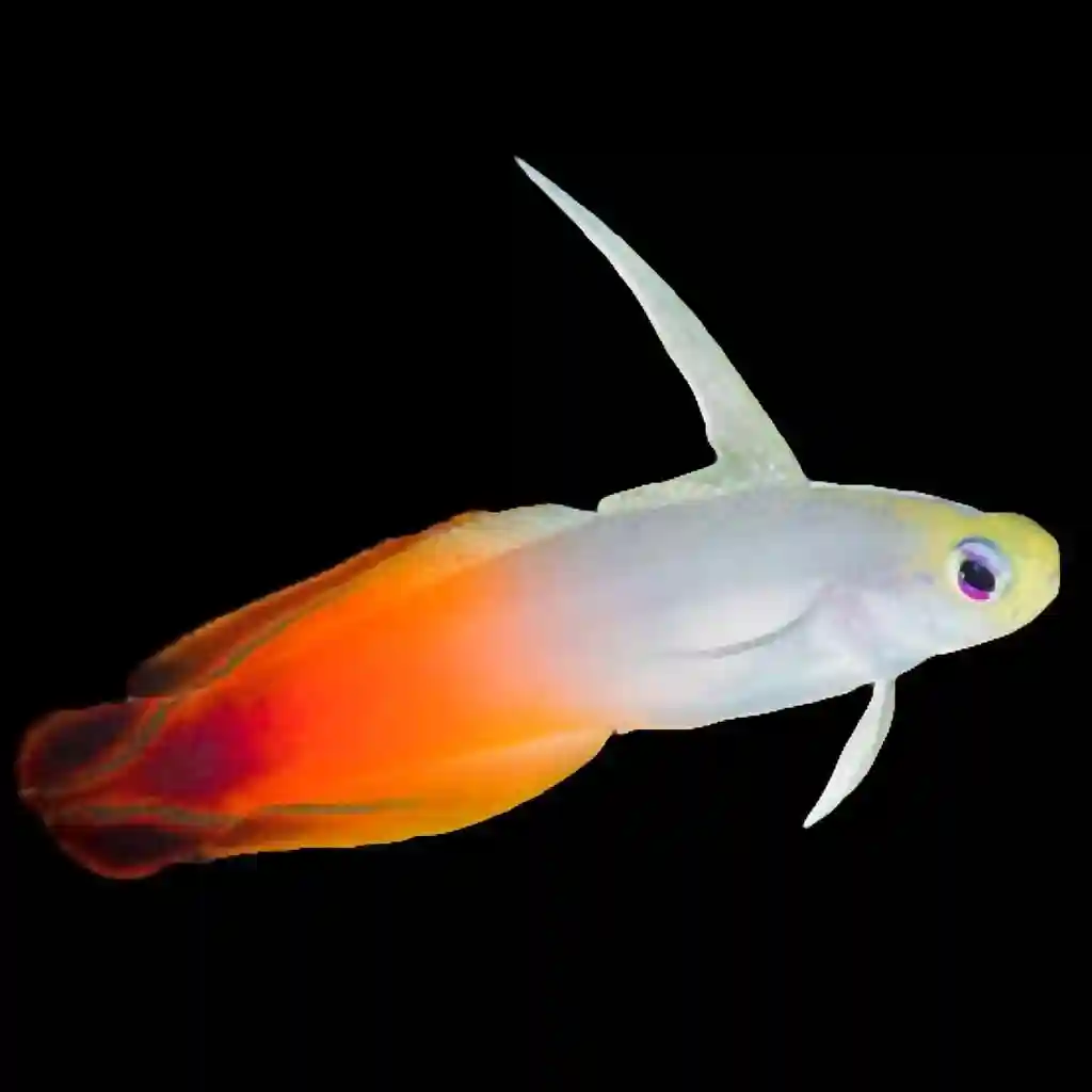 Firefish Goby