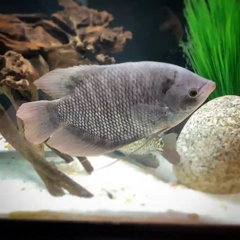 Giant Gourami Care