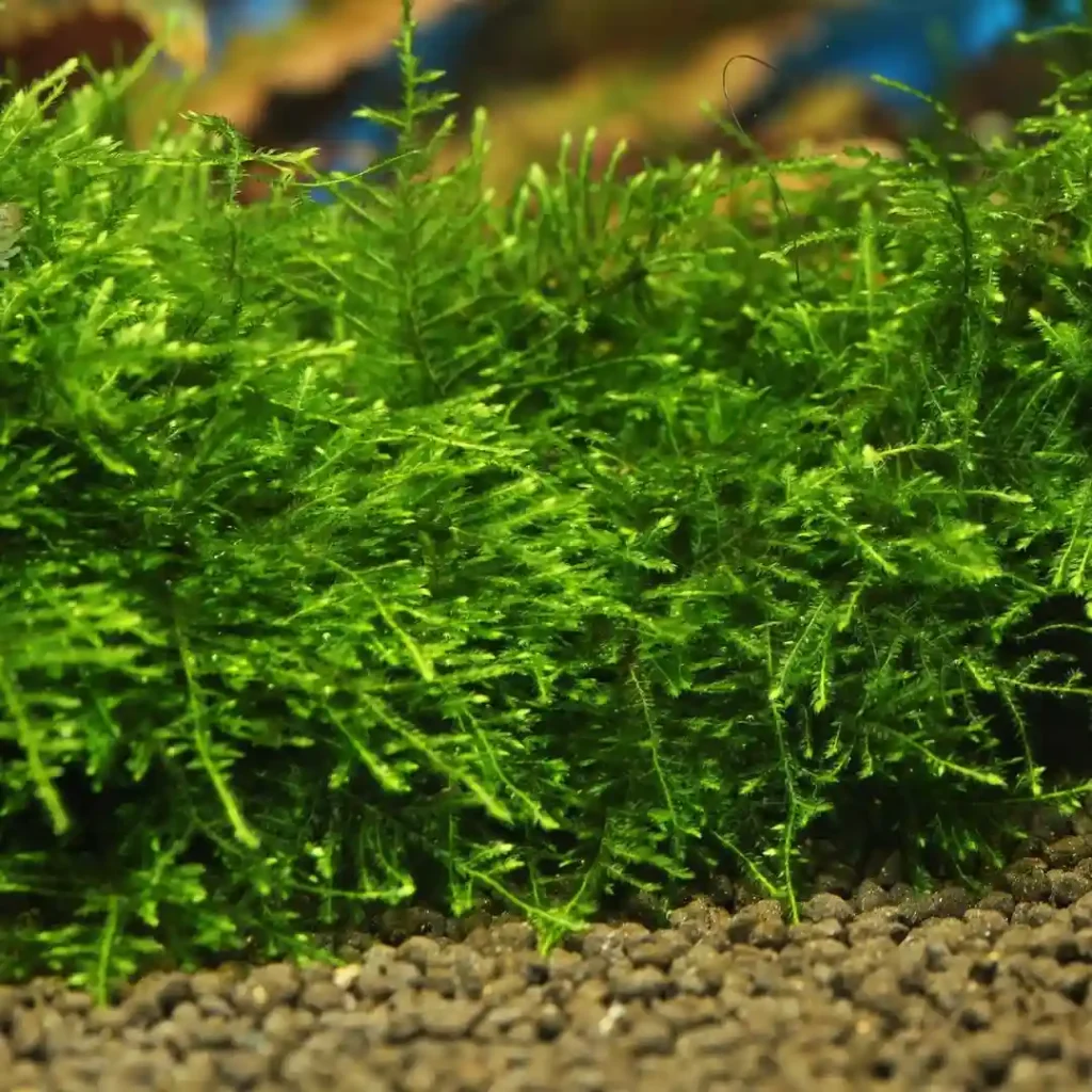 Java Moss care
