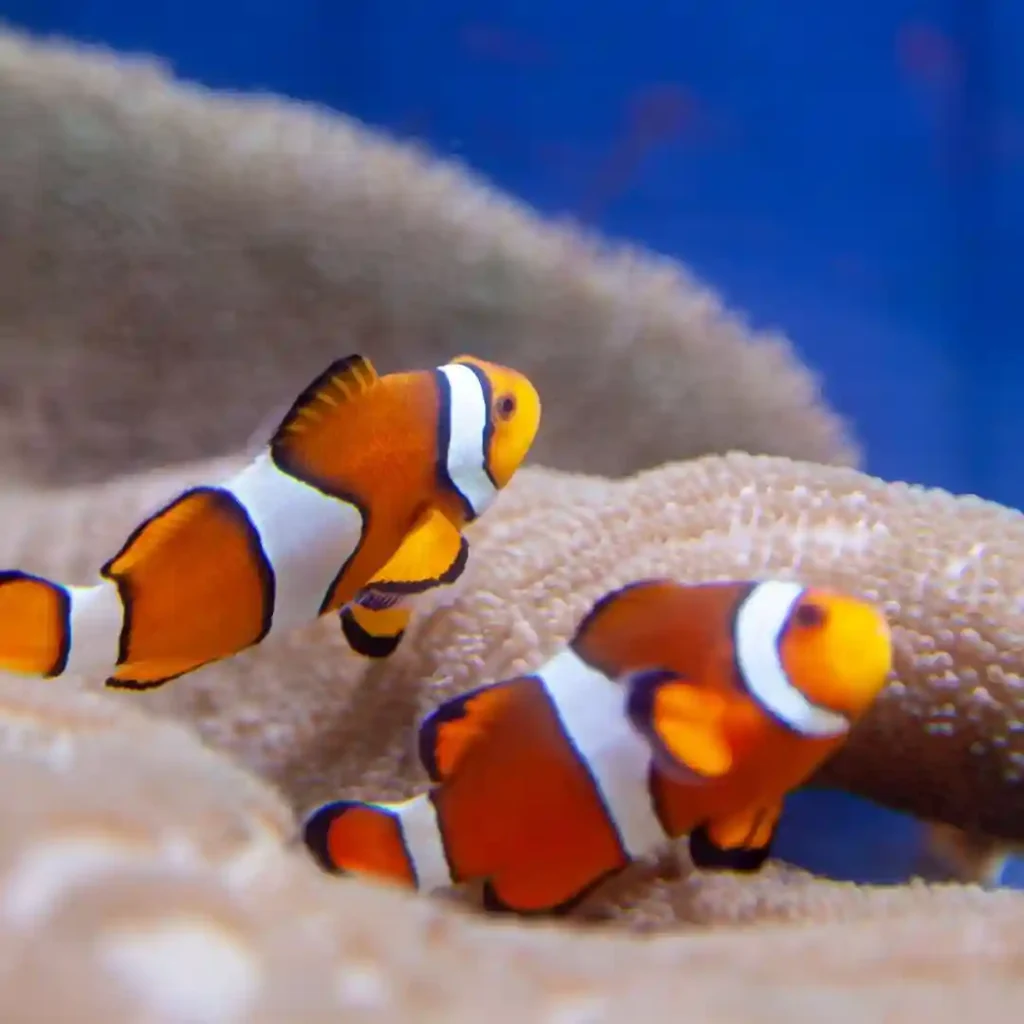 Ocellaris Clownfish