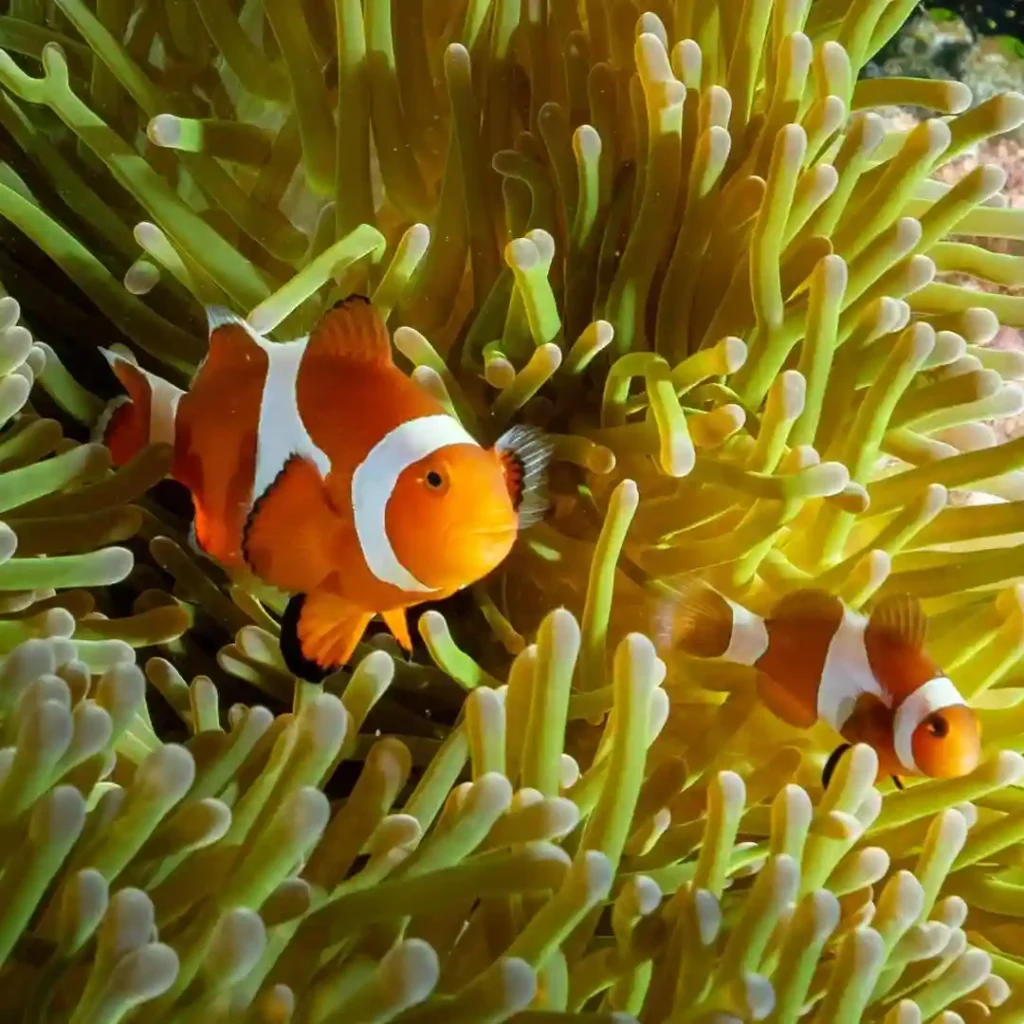 Ocellaris Clownfish care