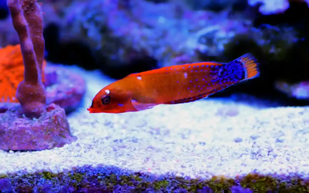 Red Coris Wrasse care