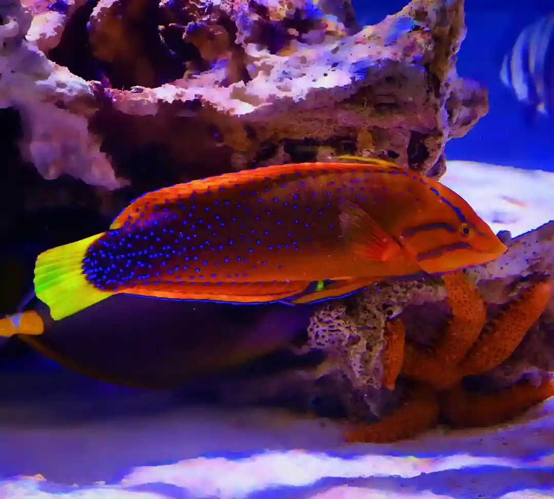 Red Coris Wrasse Care Guide: Tank Size, Feeding, and Growth