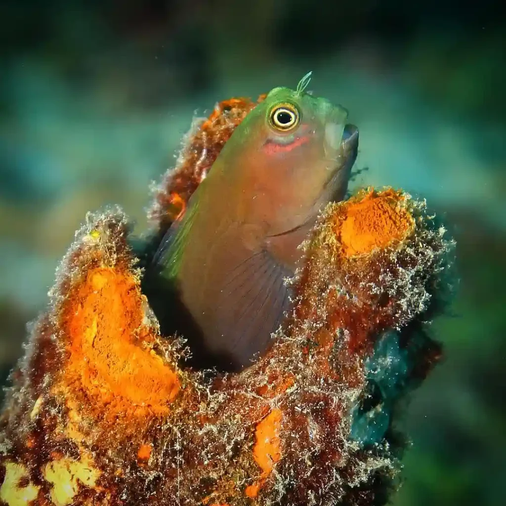 Bicolor Blenny