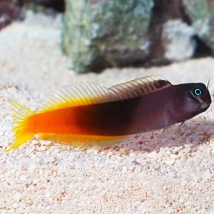 Bicolor Blenny Care Guide