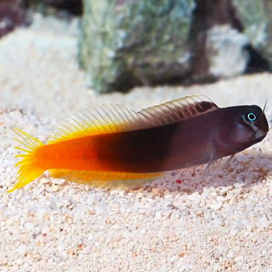 Bicolor Blenny Care Guide
