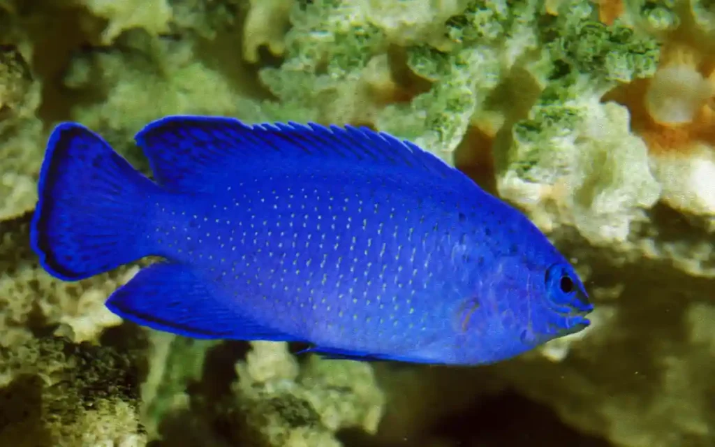 Blue Devil Damselfish