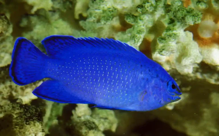 Blue Devil Damselfish Care Guide