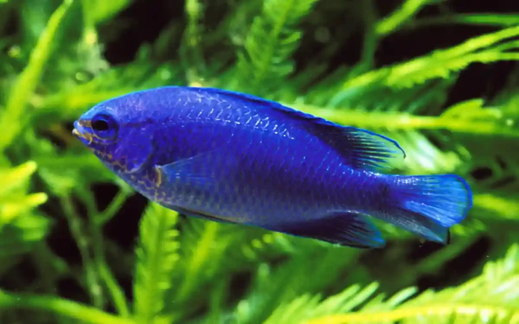 Blue Devil Damselfish care