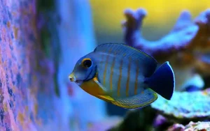 Mimic Tang Care Guide