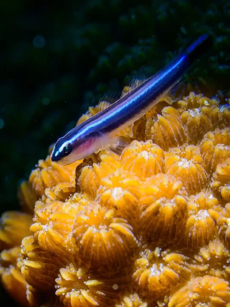 Neon Goby Care Guide