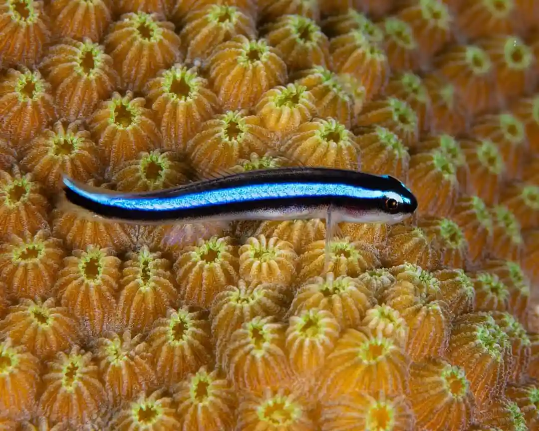 Neon Goby Care Guide
