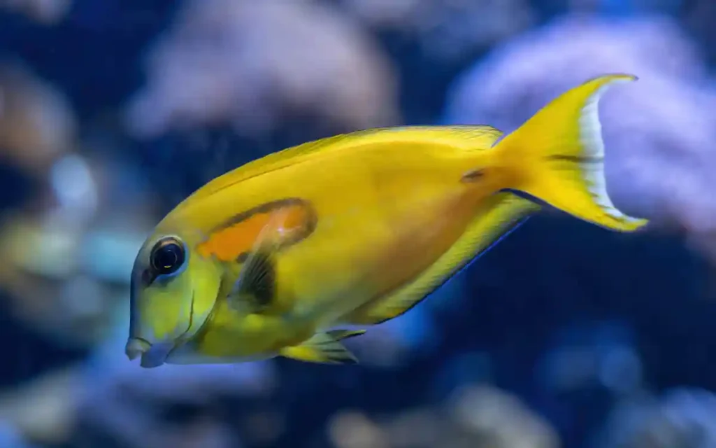 Orange Shoulder Tang