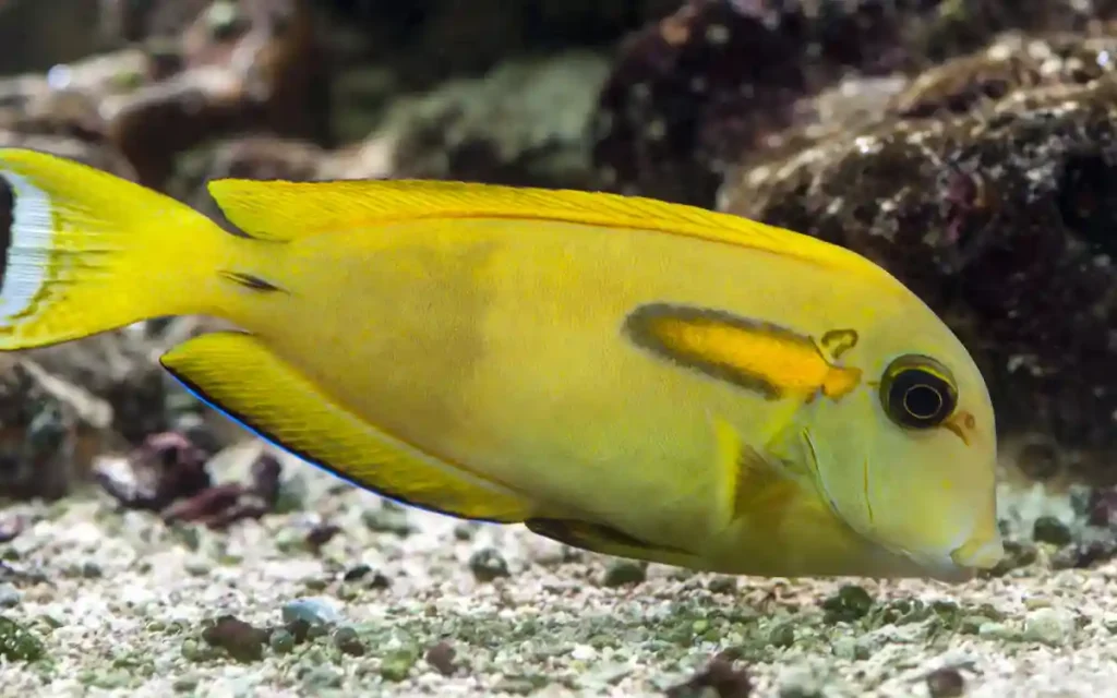 Orange Shoulder Tang Care Guide