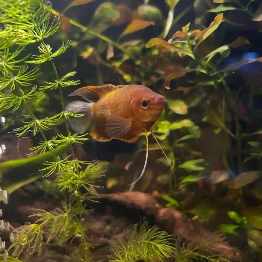 Sunset Thick Lipped Gourami Trichogaster labiosa 🌅🐟The Sunset Thick Lipped Gourami is a peac 1