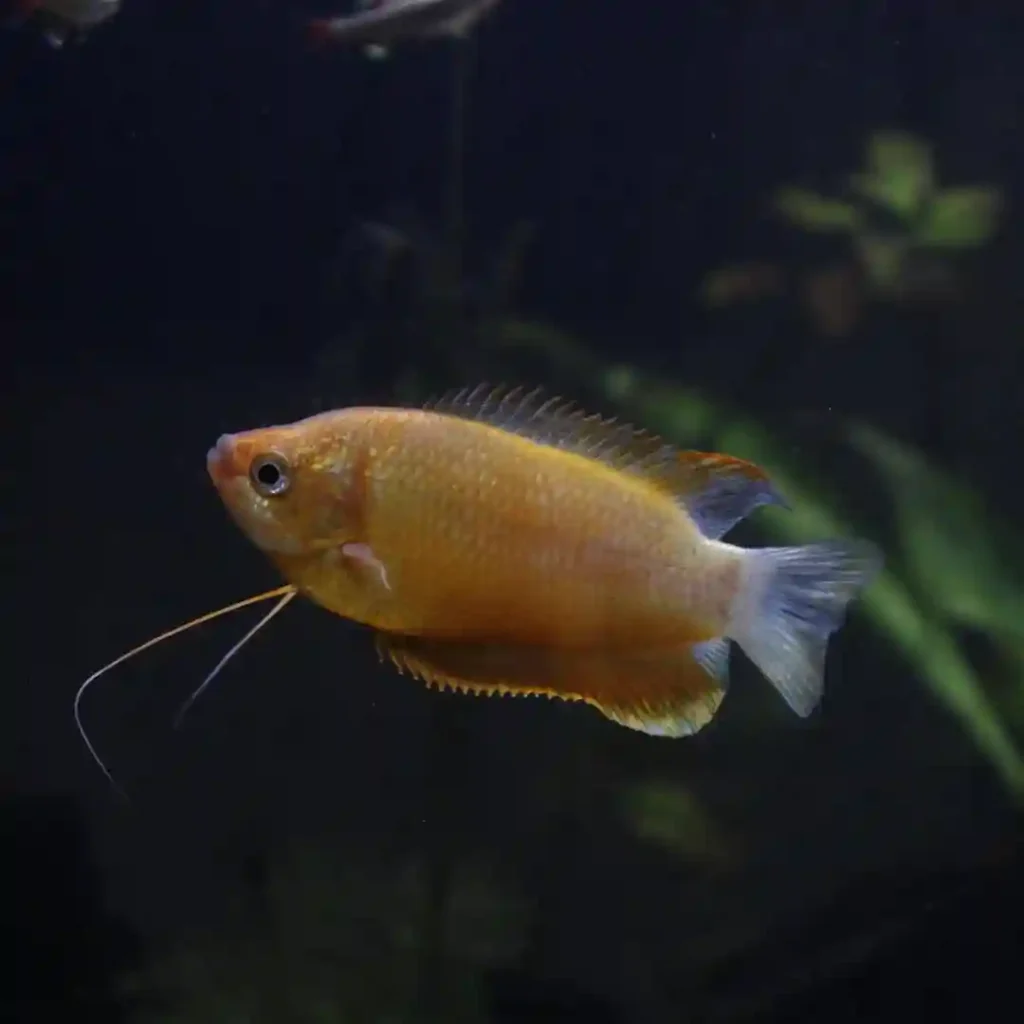 Sunset Thick Lipped Gourami Trichogaster labiosa 🌅🐟The Sunset Thick Lipped Gourami is a peac